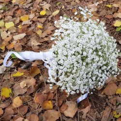 זר כלה גיבסניות