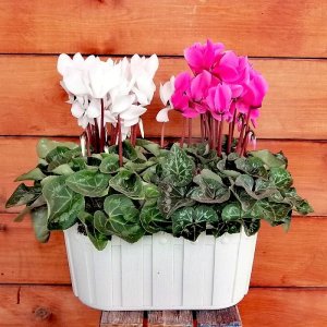 דואט רקפות בכלי