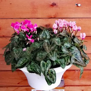 שלישית רקפות גדולות בקערה גדולה