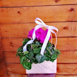 רקפת גדולה בתיק דקורטיבי