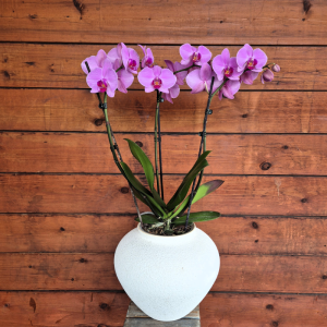 סחלב 3 ענפים בכד קרמיקה מיוחד