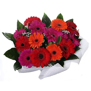 גרברות צבעוניות