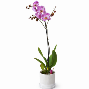 עציץ סחלב סגול גבוהה בכלי קרמיקה