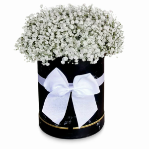 סידור גיבסניות בקופסא