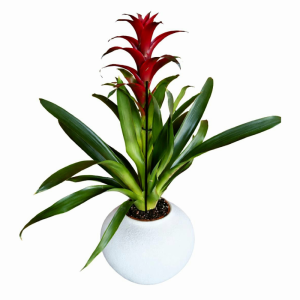 גוזמניה בכד מיוחד