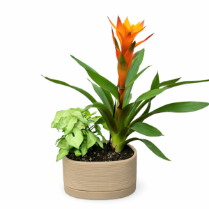 דואט גוזמניה בקרמיקה