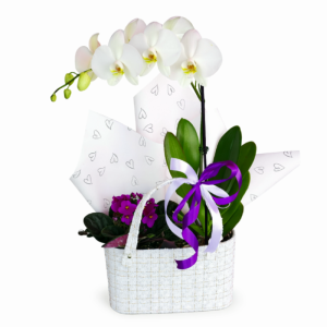 סחלב וסיגליות בתיק מהמם