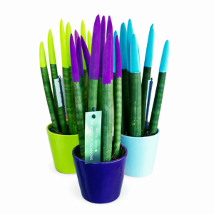 סנסיוריה הולנדית