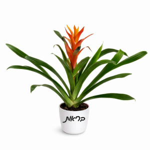 צמח גוזמניה  עם כיתוב