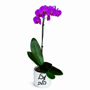 צמח הסחלב עם כיתוב