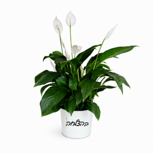 צמח הספטיפיליום עם כיתוב