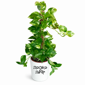 צמח הפוטוס עם כיתוב