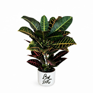 צמח הקרוטון עם כיתוב