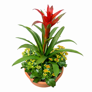 קוקטייל גוזמניה