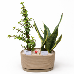 צמח הבריאות + עץ הכסף