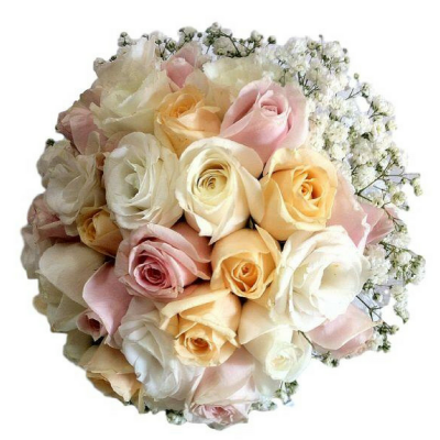 ורדים צבעוני A