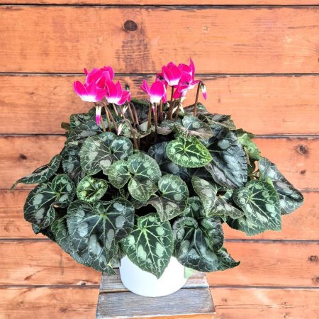 רקפת גדולה  בכלי קרמיקה