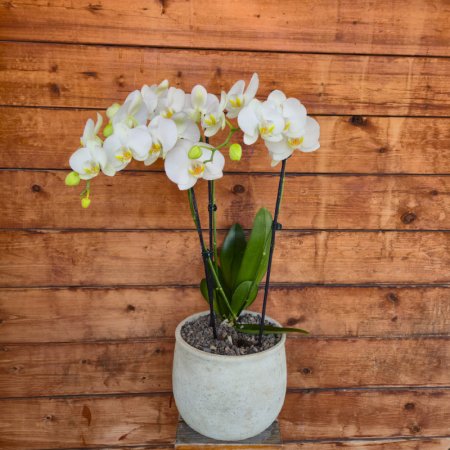 סחלב 2 ענפים ומעלה בכלי בטון גדול