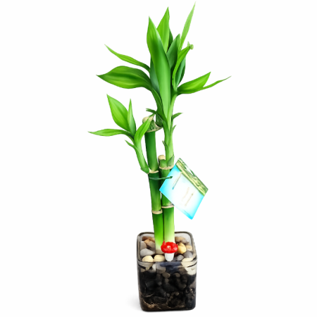 סידור לאקי במבוק  - קוביה קטנה