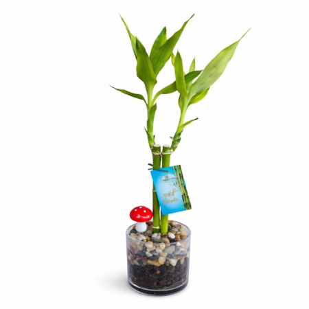 סידור לאקי במבוק עגול בינוני