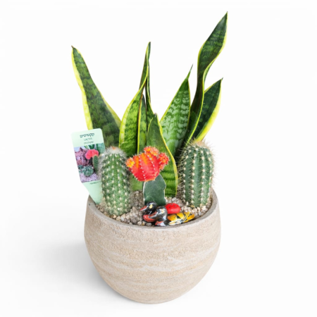 קוקטיל קקטוסים גדול