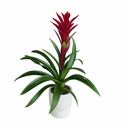 גוזמניה בכלי קרמיקה