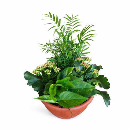 קוקטייל צמחים בקערה