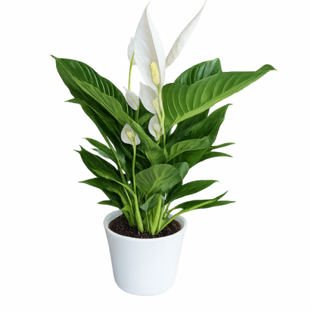 צמח הספטיפיליום