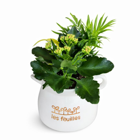 קוקטייל צמחים בקומקום קרמיקה