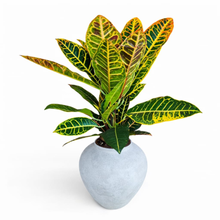 צמח קרוטון בכד מיוחד