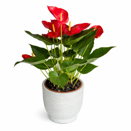 אנטוריום בכלי קרמיקה