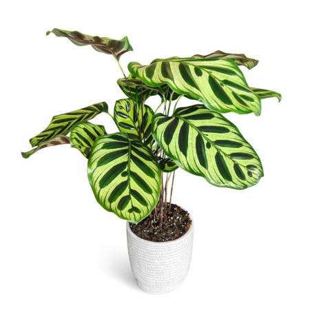 קלתאה בכלי קרמיקה