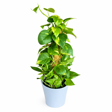 צמח הפוטוס מוס