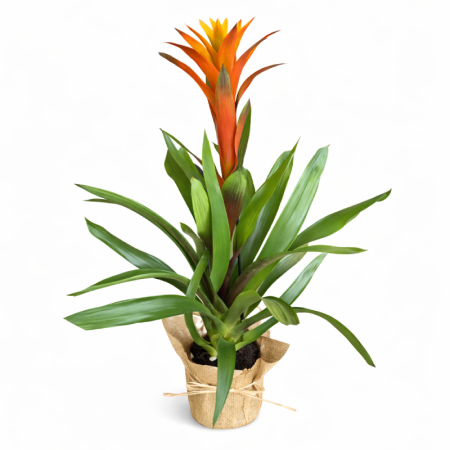 צמח הגוזמניה בעטיפת קש