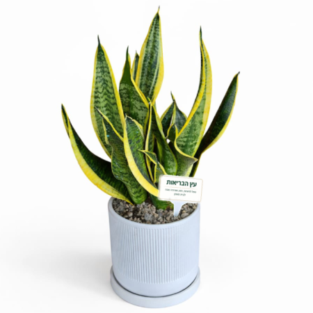 צמח הבריאות - סנסיויריה