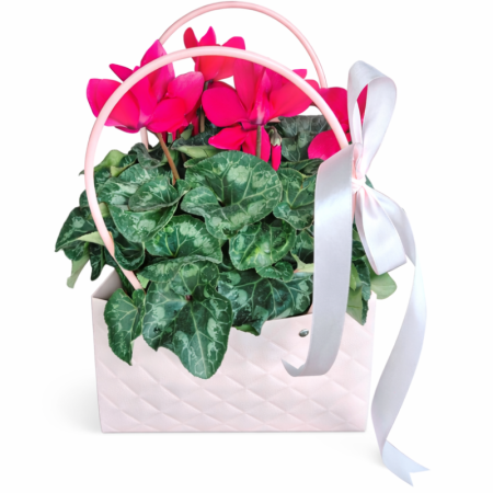 רקפת גדולה בתיק דקורטיבי