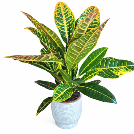 צמח קרוטון בכלי קרמיקה