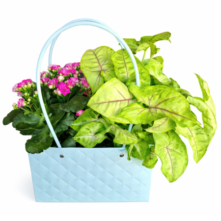 דואט צמחים בתיק