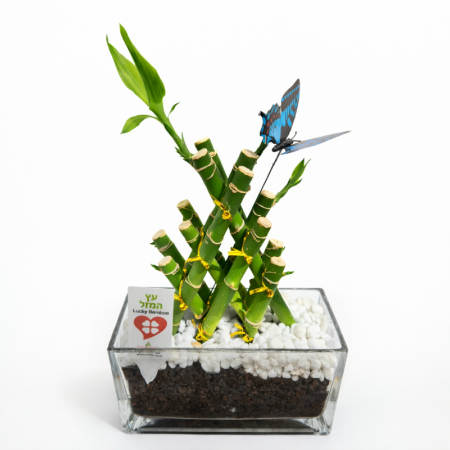 פירמידת לאקי במבוק