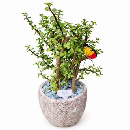 עץ הכסף- שפע