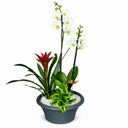 קוקטייל צמחים בשילוב סחלבים