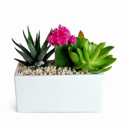 שלישיית קקטוסים בכלי קרמיקה קטן