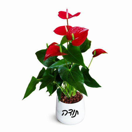 אנטוריום 12 עם כיתוב