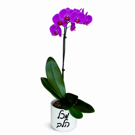 צמח הסחלב עם כיתוב