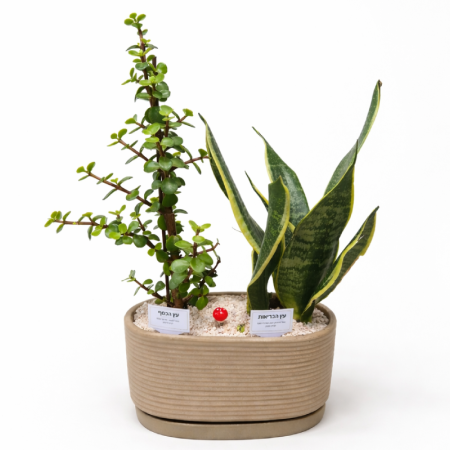 צמח הבריאות + עץ הכסף